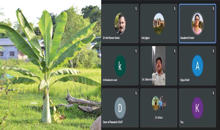 ଓୟୁଏଟିରେ ଉନ୍ନତ କଦଳୀ ଚାଷ ସମ୍ପର୍କିତ ଆଲୋଚନାଚକ୍ର ଆୟୋଜିତ