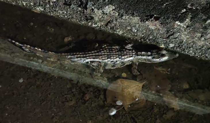 ନାଳରେ କୁମ୍ଭୀର ଛୁଆ