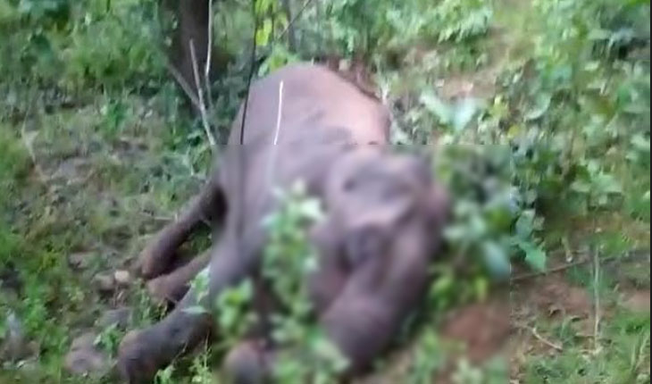 କେନ୍ଦୁଝର ବନଖଣ୍ଡରେ ପୁଣି ଏକ ମାଈ ହାତୀର ମୃତ୍ୟୁ, କାରଣ ଅସ୍ପଷ୍ଟ