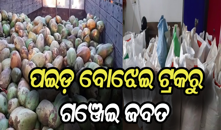 ଚାଲାଣକାରୀଙ୍କ ନୂଆ ଶୈଳୀ: ପଇଡ଼ ବୋଝେଇ ଟ୍ରକରୁ ଜବତ ହେଲା ୭୦ଲକ୍ଷ ଟଙ୍କାର ଗଞ୍ଜେଇ, ୨ଗିରଫ