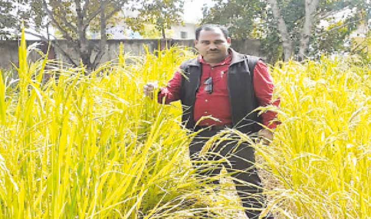 ବର୍ଷା,ମରୁଡ଼ିକୁ ହରାଇବ କୋରାପୁଟର ପାରମ୍ପରିକ ଧାନ