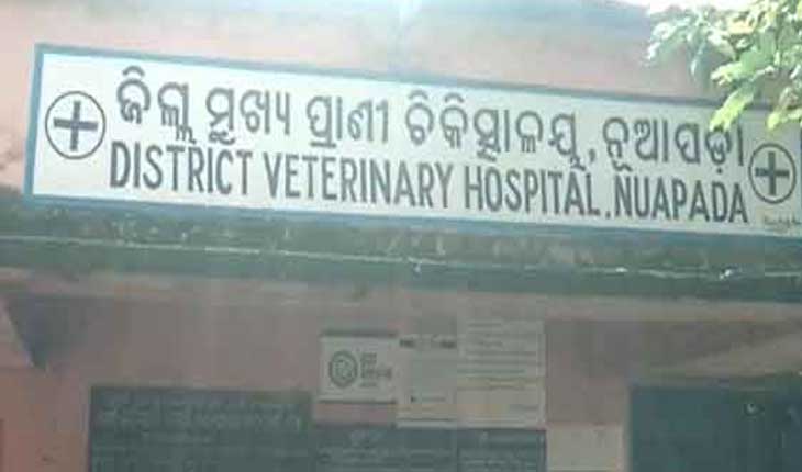 ଭିଜିଲାନ୍ସ ପଞ୍ଝାରେ ନୂଆପଡା ମୁଖ୍ୟ ପ୍ରାଣୀଧନ ଚିକିତ୍ସାଧିକାରୀ