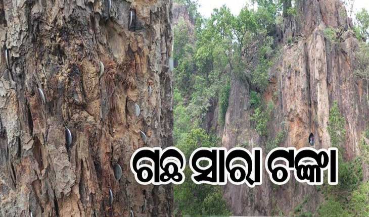 ଦେଉଳଝରିର ଅନ୍ୟତମ ଆକର୍ଷଣ ‘ଟଙ୍କା ଗଛ’