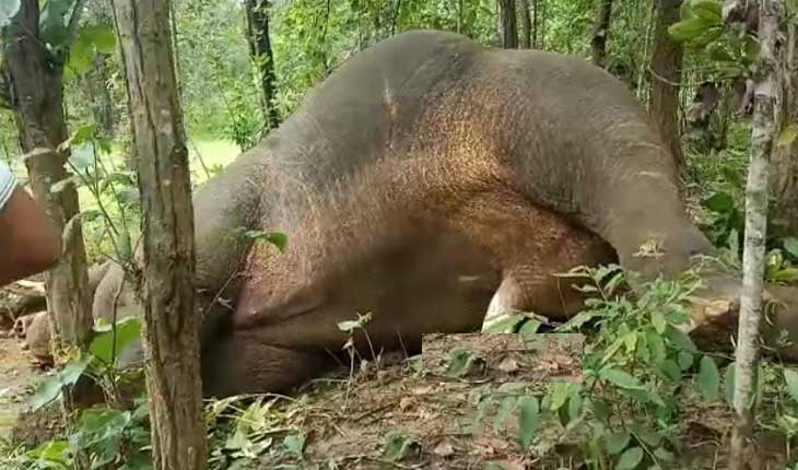 ଦନ୍ତାହାତୀର ମୃତଦେହ ଉଦ୍ଧାର