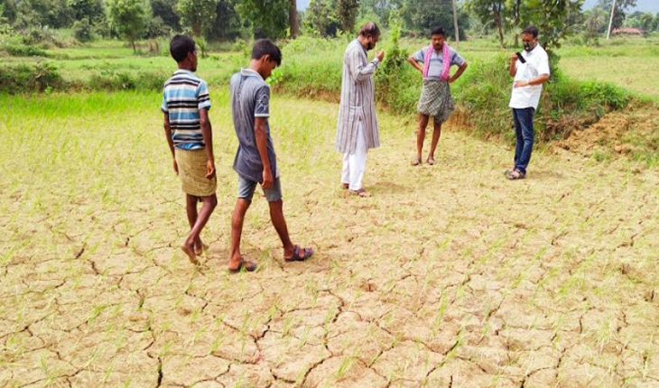 ବର୍ଷା ଅଭାବରୁ ମାଟି ଫାଟି ଆଁ କରିଛି ଧାନବିଲ