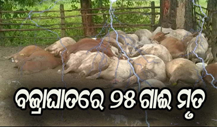 ଆକାଶରୁ ଖସିଲା ମୃତ୍ଯୁ: ବଜ୍ରାଘାତରେ ୨୫ ଗାଈ ମୃତ
