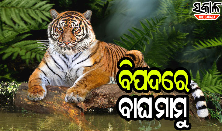 ହାତୀ ପରେ ଶିକାରୀଙ୍କ ଲୋଲୁପ ଦୃଷ୍ଟିରେ ବାଘ, ଗତ ଏକବର୍ଷ ମଧ୍ୟରେ ଜବତ୍‌ ହେଲାଣି ୨୫ରୁ ଅଧିକ ବାଘ ଛାଲ