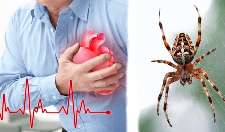 ବୁଢ଼ିଆଣୀ ବିଷରୁ ହେବ ହୃଦ୍‌ଘାତ ଚିକିତ୍ସା