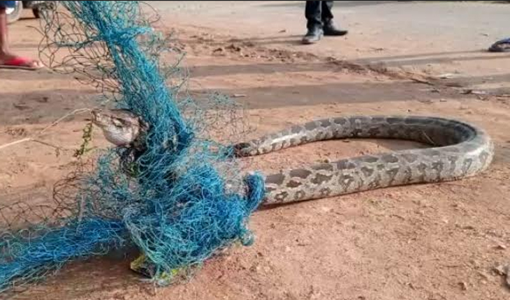 ଜାଲରେ ଫସିଲା ଅଜଗର, ଉଦ୍ଧାର କରି ବନବିଭାଗକୁ ହସ୍ତାନ୍ତର କଲେ ଗ୍ରାମବାସୀ