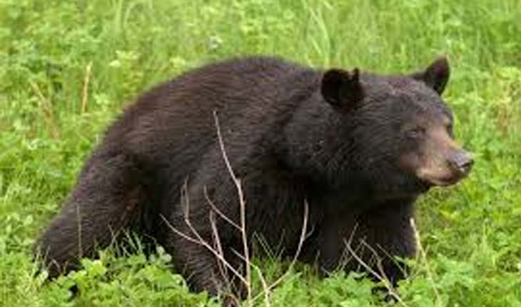 ପୁଣି ଭାଲୁ ଆକ୍ରମଣରେ ଚାଷୀ ଗୁରୁତର: ଚାଷ ଜମିକୁ ଯିବାବେଳେ ଭାଲୁ ହାବୁଡ଼ରେ ପଡିଲେ ଚାଷୀ