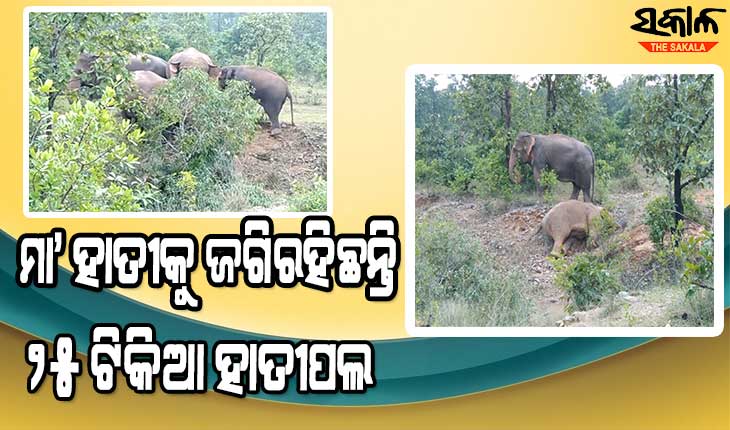 ଜାମୁଦଲକ ଜଙ୍ଗଲରେ ୨ ହାତୀ ଶାବକଙ୍କ ଜନ୍ମ ପରେ ପ୍ରସବ ବେଦନାରେ ଆଉ ଏକ ମା’ ହାତୀ, ଜଗିରହିଛନ୍ତି ୨୫ ଟିକିଆ ହାତୀପଲ