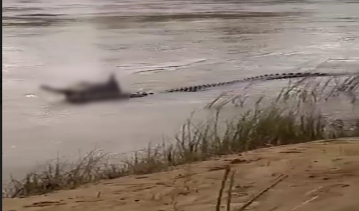 ନଈକୂଳିଆ ଗାଁରେ କୁମ୍ଭୀର ଆତଙ୍କ, ନଦୀପଠାରୁ ଝାମ୍ଫିନେଲା ଗୃହପାଳିତ ପଶୁ