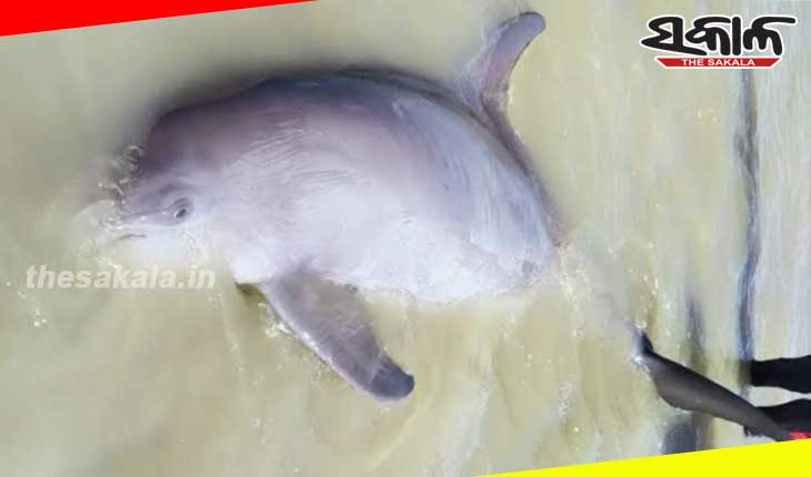 ଗଭୀର ପାଣିକୁ ଯାଇନପାରି ଚାଲିଗଲା ଡଲଫିନର ଜୀବନ
