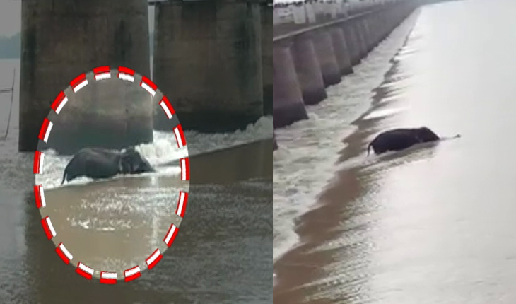 ମହାନଦୀ ପାର୍ ବେଳେ ଭାସିଗଲେ ୭ ହାତୀ, ଉଦ୍ଧାରକାର୍ଯ୍ଯ ଜାରି