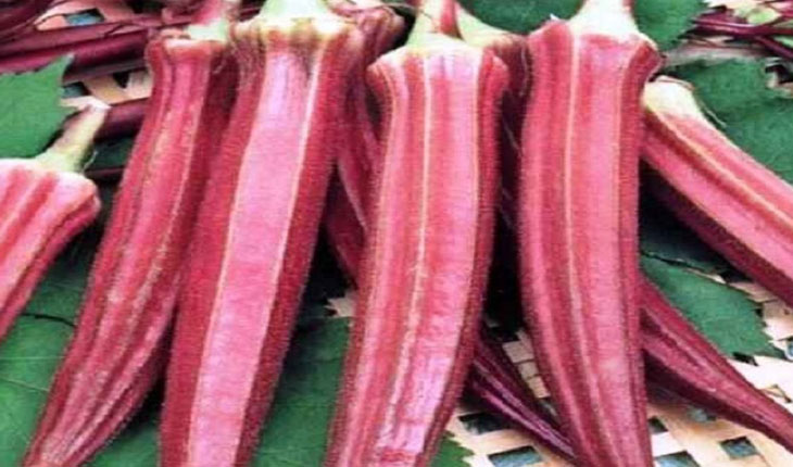 ଭେଣ୍ଡିର ଦାମ୍‌ କିଲୋ ପିଛା ୮୦୦