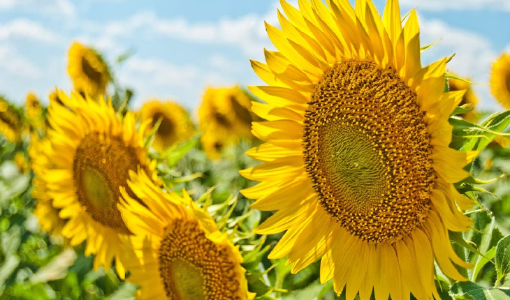 ସୂର୍ଯ୍ୟମୁଖୀ ଫୁଲଗୁଡ଼ିକ ସୂର୍ଯ୍ୟଙ୍କ ଆଡକୁ କାହିଁକି ମୁହାଁଇଥାନ୍ତି, ଆସନ୍ତୁ ଜାଣିବା….