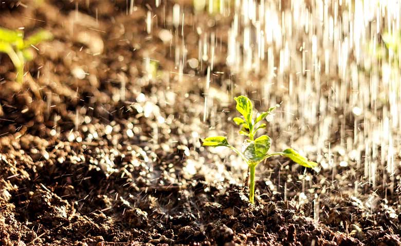 ବର୍ଷା ପରେ ମାଟିରୁ ବାସ୍ନା କାହିଁକି ଆସେ