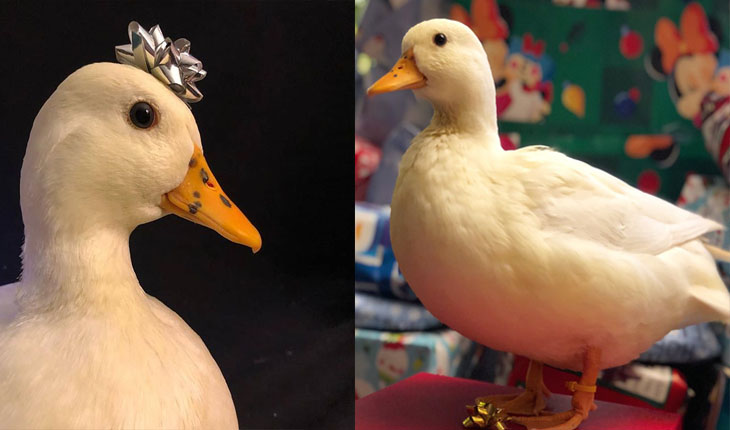 ବତକର ରୋଜଗାର ମାସକୁ ତିନି ଲକ୍ଷ ଟଙ୍କା