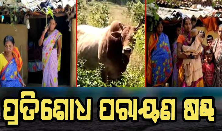 ମହଙ୍ଗା ପଡ଼ିଲା ମାଡ ମାରିବା, ଷଣ୍ଢ ଟାର୍ଗେଟରେ ୩ ପରିବାର