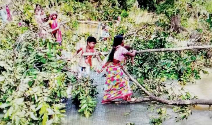 ନଦୀ ପାର ପାଇଁ ଗଛ ଭରସା