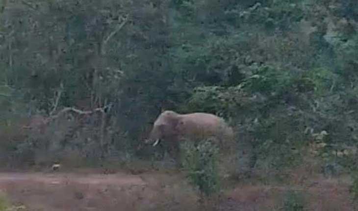 ହାତୀ ଦଳି ଦେବାରୁ ଜଣଙ୍କର ମୃତ୍ୟୁ