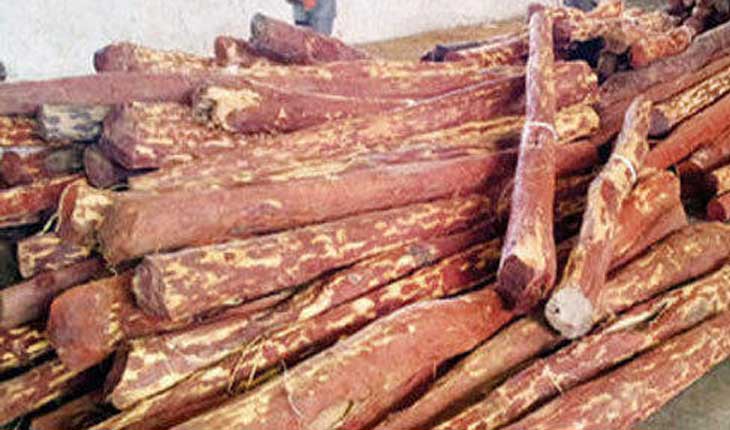 ବାତ୍ୟାରେ ଉପୁଡ଼ିଥିବା ଚନ୍ଦନ ଗଛକୁ ବିକିବେ ସରକାର , ମିଳିବ ୧ ହଜାର କୋଟି ଟଙ୍କା