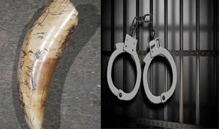 ହାତୀ ଦାନ୍ତ ବିକ୍ରି ପାଇଁ ଡିଲ୍ ବେଳେ ମାଡ଼ି ବସିଲା ଏସଟିଏଫ୍