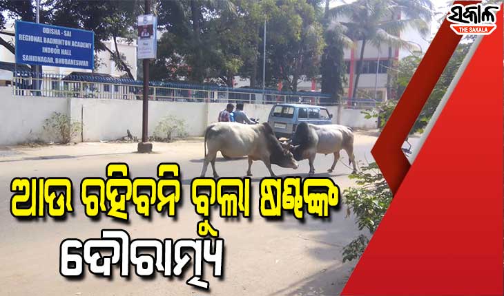 ରାଜରାସ୍ତାରୁ ଷଣ୍ଢ ହଟାଇବ ବିଏମସି, ୫ କୋଟି ଟଙ୍କାରେ ନିର୍ମିତ ହେବ ଦ୍ୱିତୀୟ କାଞ୍ଚିଆହୁଦା ଓ ଗୋଶାଳା