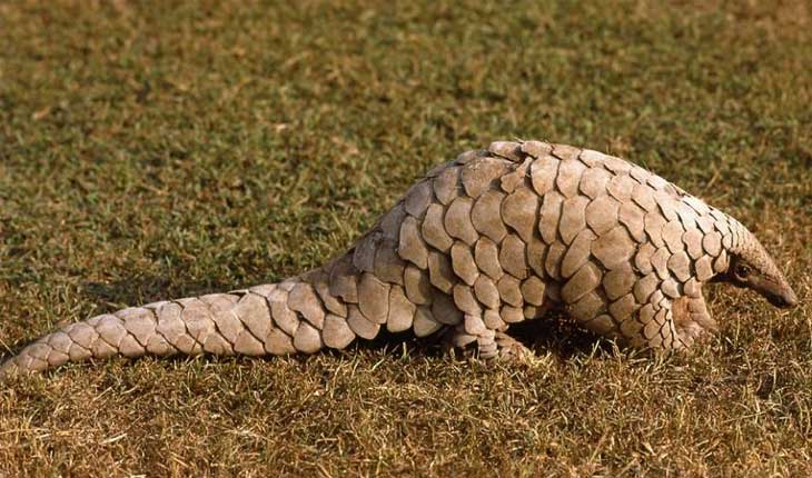 ଗଜପତିରୁ ୪ ଫୁଟର ବଜ୍ରକାପ୍ତା ଉଦ୍ଧାର