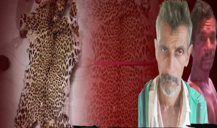 ବାଘ ଛାଲ ବିକ୍ରି ପାଇଁ ଡିଲ୍‌ ହେଉଥିବା ବେଳେ ମାଡିବସିଲା ବନ ବିଭାଗ, ୨ ଗିରଫ