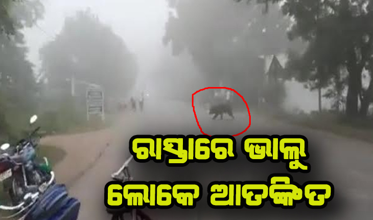 ରାସ୍ତାରେ ଭାଲୁ, ଭୟରେ ସାଇକେଲ ଓ ବ୍ୟାଗ୍‌ ଫିଙ୍ଗି ଦୌଡ଼ିଲେ ଛାତ୍ରଛାତ୍ରୀ