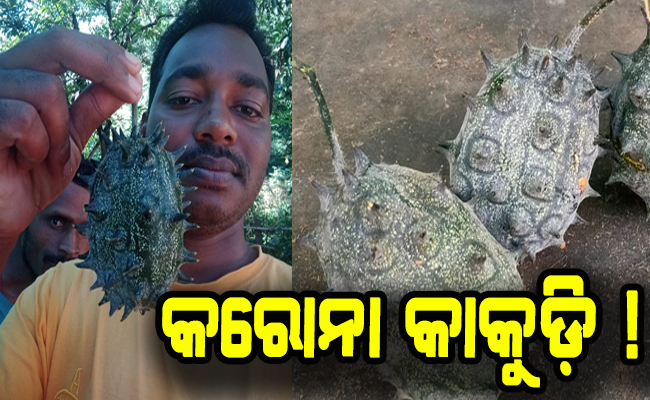ବାଡ଼ିରେ ଫଳିଛି କରୋନା ଭାଇରସ୍ ଆକୃତିର କାକୁଡି