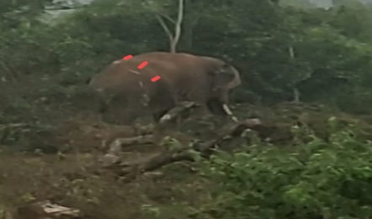 ଟ୍ରାଙ୍କୁଲାଇଜ ବେଳେ ଅଘଟଣ, ହାତୀ ଆକ୍ରମଣରେ ଫରେଷ୍ଟରଙ୍କ ସମେତ ୪ ଆହତ