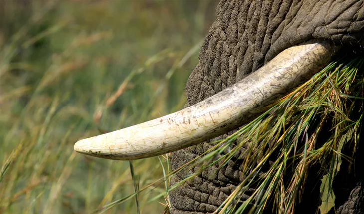 ଦୁଇ ବର୍ଷ ପରେ ମିଲିଲା ହାତୀ ଦାନ୍ତ, ଭୟରେ ରାତିଅଧିଆ ଗାଁ ଛାଡିଲେଣି ଅଭିଯୁକ୍ତ