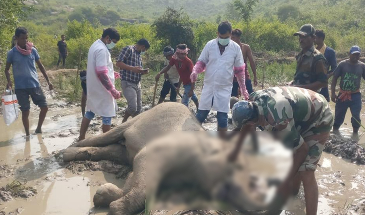 ବିଲ ମଝିରୁ ହାତୀ ଛୁଆର ମୃତଦେହ ଉଦ୍ଧାର, ହାତୀପଲ ମଧ୍ୟରେ ଗଣ୍ଡଗୋଳରୁ ମୃତ୍ୟୁ ସନ୍ଦେହ