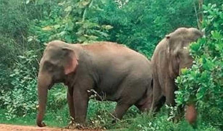 ରାଜଧାନୀ ଉପକଣ୍ଠରେ ମାତିଛନ୍ତି ହାତୀ , ଗତିବିଧି ଜାଣିବା ପାଇଁ ଲାଗିବ ‘ରେଡ଼ିଓ କୋଲାର’