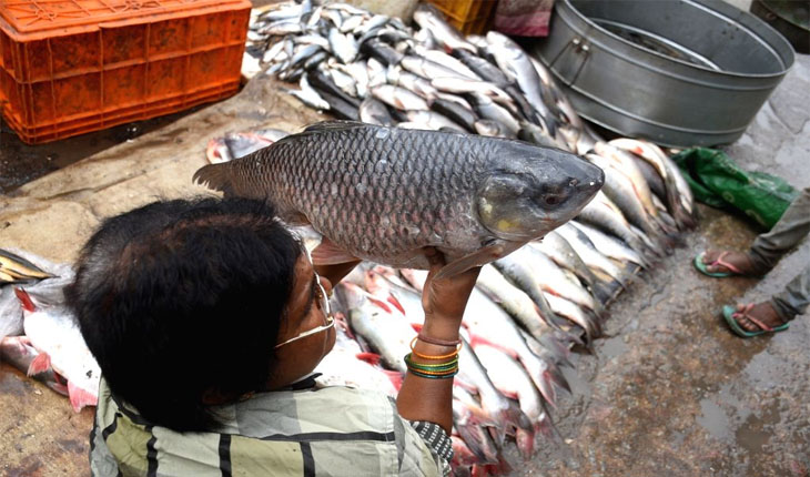 ଆଜି ଜମିବ ଅସଲ ଛାଡଖାଇ ବେପାର, ଚାନ୍ଦି କେଜି ୧୪ ଶହକୁ ଇଲିସ କେଜି ୧୨ ଶହ