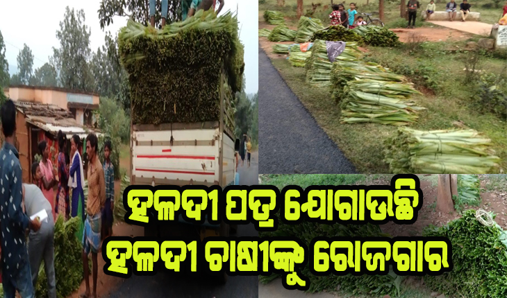 ହଳଦୀ ପତ୍ର ଯୋଗାଉଛି ହଳଦୀ ଚାଷୀଙ୍କୁ ରୋଜଗାର, ପ୍ରଥମାଷ୍ଟମୀ ପାଇଁ ଟ୍ରକ୍‍ ଟ୍ରକ୍‍ ହଳଦୀ ପତ୍ର ବିକିଲେ କନ୍ଧମାଳର ଚାଷୀ