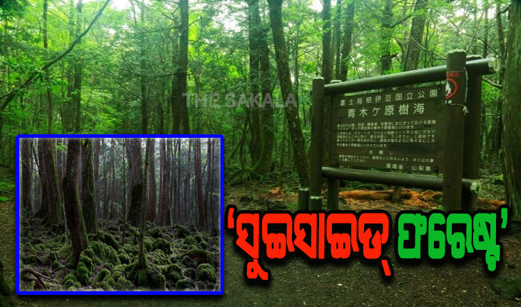 ବିଶ୍ବର ଏପରି ଏକ ରହସ୍ୟମୟ ସ୍ଥାନ ଯେଉଁଠି ‘ଜୀବନ ନେଉଛି ଜଙ୍ଗଲ’ !