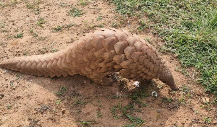 ବିକ୍ରି ପୂର୍ବରୁ ବଜ୍ରକାପ୍ତା ଉଦ୍ଧାର: ୨ ଗିରଫ, ୩ଫେରାର