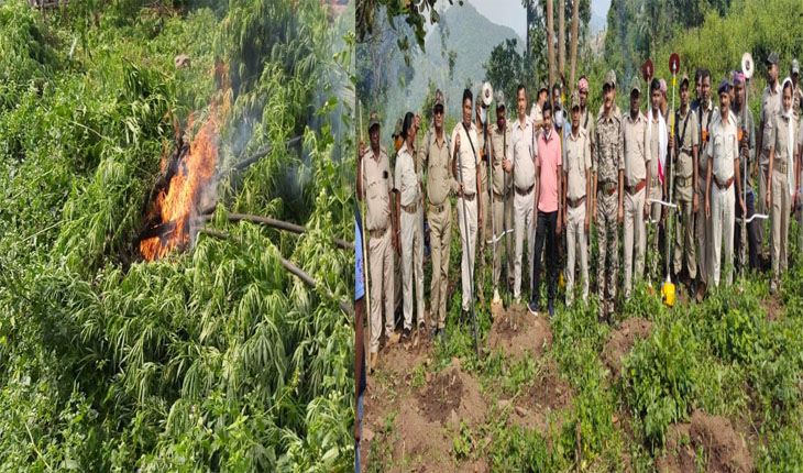 ୧୩ କୋଟିରୁ ଉର୍ଦ୍ଧ୍ବ ଟଙ୍କାର ଗଞ୍ଜେଇ ଗଛ ନଷ୍ଟ କଲା ପୁଲିସ