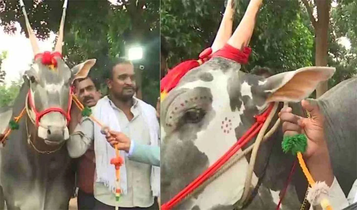 ଷଣ୍ଢର ଦାମ ଏକ କୋଟି ଟଙ୍କା !