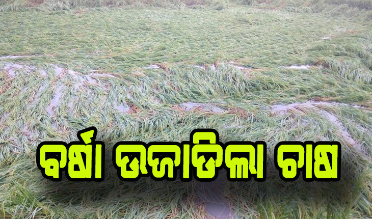ଚାଷୀଙ୍କୁ କାଳ ହେଲା ଅଦିନିଆ ଲଗାଣ ବର୍ଷା, ବିଲରେ ଭାସୁଛି ପାଚିଲା ଧାନ