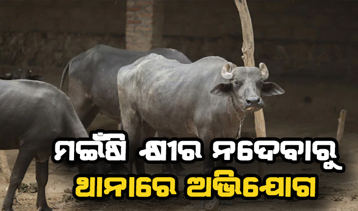 ମଇଁଷି କ୍ଷୀର ନଦେବାରୁ ଗୁଣିଗାରେଡି ସନ୍ଦେହରେ ଥାନାରେ ଅଭିଯୋଗ