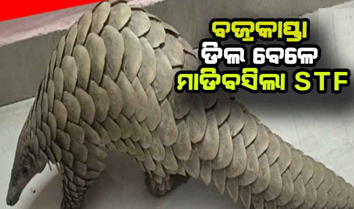 ୮ କେଜିର ଜୀବନ୍ତ ବଜ୍ରକାପ୍ତା ଉଦ୍ଧାର, ଡିଲ୍ ବେଳେ ମାଡିବସିଲା ଏସଟିଏଫ୍