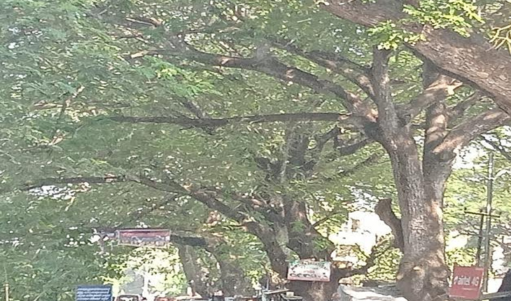 ଶହେ ବର୍ଷର ପୁରୁଣା ଚାକୁଣ୍ଡା ଗଛ ନକାଟିବାକୁ ଜିଲ୍ଲାପାଳଙ୍କୁ ଦାବିପତ୍ର