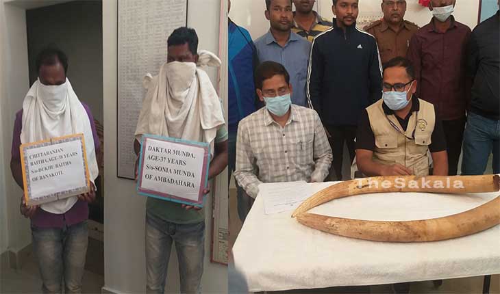 କେନ୍ଦୁଝର ବନ ବିଭାଗର ବଡ଼ ସଫଳତା : ୨ ହାତୀଦାନ୍ତ ଜବତ,୨ ଗିରଫ