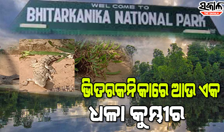 ଭିତରକନିକାରେ ନୂଆ ଅତିଥି : ପର୍ଯ୍ୟଟକଙ୍କ ଆକର୍ଷଣର କେନ୍ଦ୍ରବିନ୍ଦୁ ପାଲଟିଛି ଆଉ ଏକ ଧଳା କୁମ୍ଭୀର