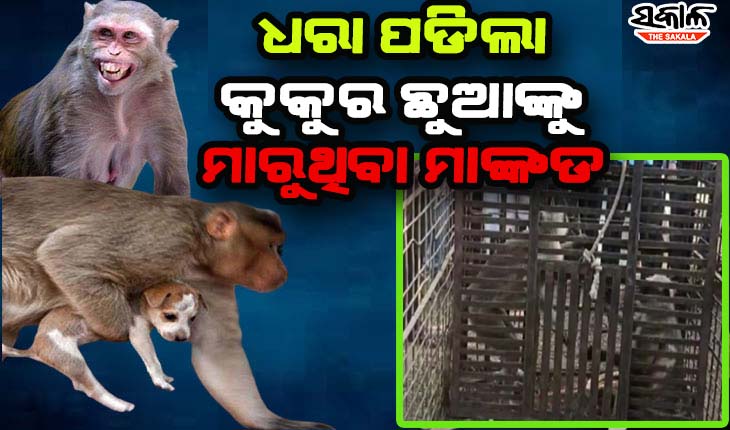 କାବୁ ହେଲା ପ୍ରତିଶୋଧ ନେଉଥିବା ମାଙ୍କଡ: ମାସକରେ ମାରିଥିଲା ୨୫୦ରୁ ଅଧିକ କୁକୁର ଛୁଆ