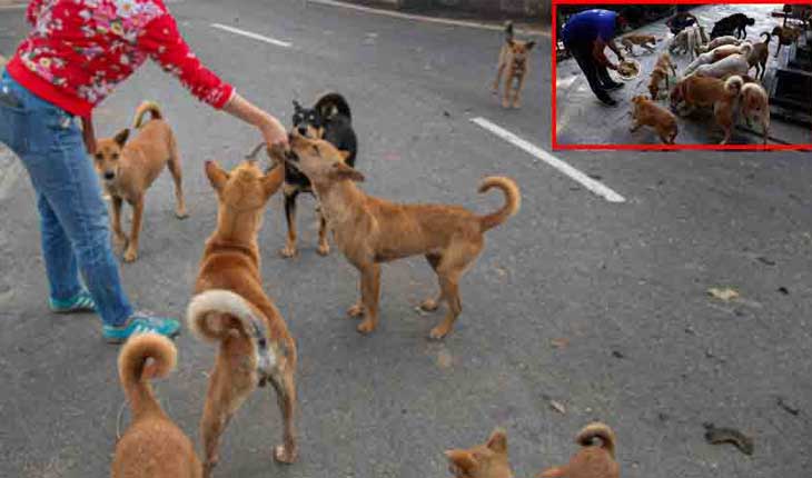 କୁକୁରଙ୍କୁ ଖାଇବାକୁ ଦେବାରୁ ୮ ଲକ୍ଷ ଜରିମାନା